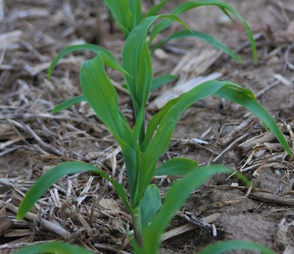 Corn Emergence